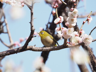 梅の枝に止まるメジロ