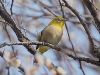 梅の枝に止まるメジロ