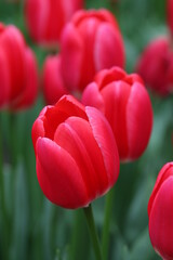 Obraz premium Wonderful Tulip Blossom at Tulip Garden During Summer