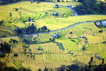 A panoramic view of yellowish colored ripped paddy field at Daramdin in West Sikkim. Paddy is usually harvested during winter in Eastern Himalayan Region.