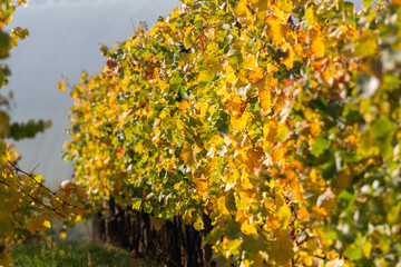 Fototapeta premium Moravian hills in golden autumn