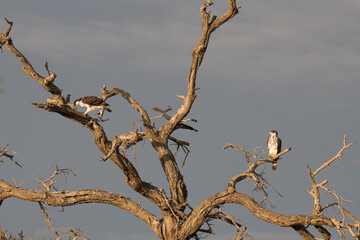 Kruger National Park: African Hawk-Eagle in dead tree