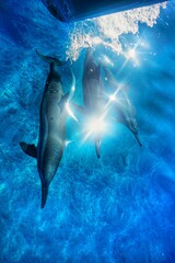 Swimming in Perfect Blue Water, with Wild Spinner Dolphins, in Hawaii 