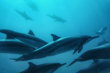 Swimming in Perfect Blue Water, with Wild Spinner Dolphins, in Hawaii 