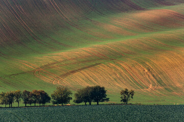 Fototapeta premium Moravian hills in golden autumn