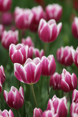 Obraz premium Wonderful Tulip Blossom at Tulip Garden During Summer