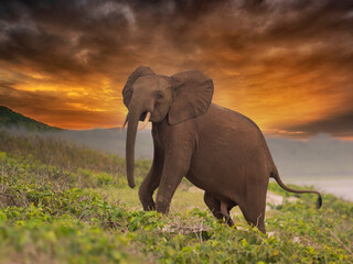 Fototapeta na wymiar African pygmy elephant or forest elephant (Loxodonta cyclotis) as seen in Gabon Loango national park