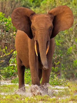 African Pygmy Elephant Or Forest Elephant (Loxodonta Cyclotis) As Seen In Gabon Loango National Park