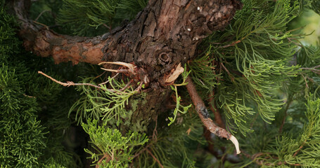 Pine tree lush green small fir needles