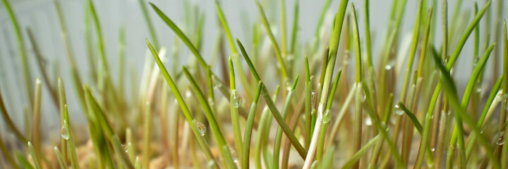 Sprouts grains close up with drops of water. Selective focus. Blur. Concept Eco Bio Agriculture, Horticulture, Agriculture. Agriculture background