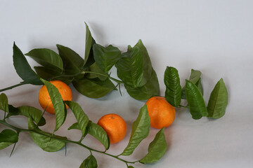 Clementines tangerines and twig with green leaves as spring decor on gray paper