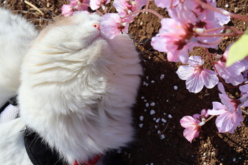 猫と桜、春の季節