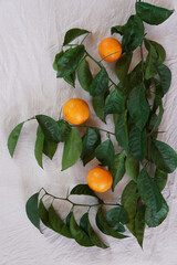 Clementines tangerines and twig with green leaves as spring decor on white cloth