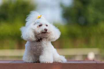 Cute white poodle, outdoor shot