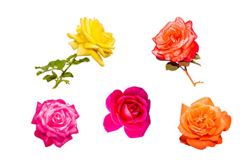 Roses have been placed on a white background.