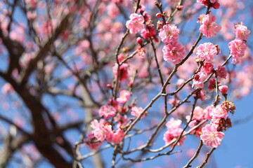 梅の花
