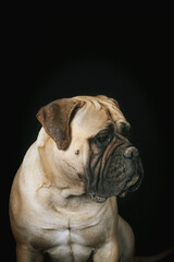 bullmastiff dog portrait isolated in black background