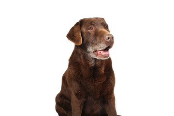 Obraz premium old dog labrador chocolate isolated on white 