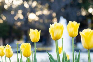 池のほとりに黄色いチューリップの花が咲いて