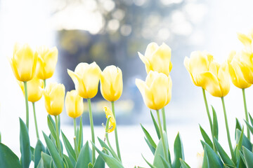 池のほとりに黄色いチューリップの花が咲いて