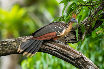 Hoatzin (Opisthocomus hoazin) with crest raised in the Amazon rainforest at Lake Sandoval, Peru,...