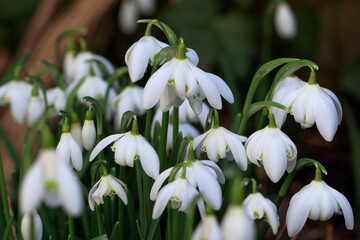 gefüllte Schneeglöckchen Makro Galanthus nivalis Flore Pleno
