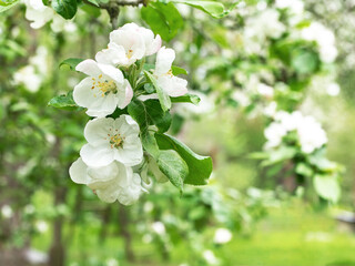White apple flowers on green leaves background. Spring blooming fruit trees. Springtime, blossom orchard. Nature background.