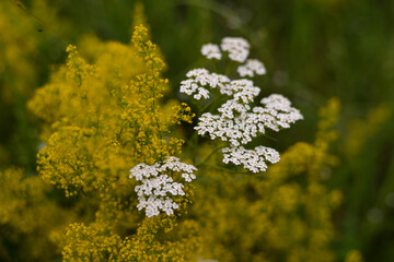 Achillea millefolium and Galium verum two species of wild medicinal plants grown in the field in the spring season. flowers with healing power that are found in nature
