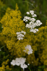 Obraz premium Achillea millefolium and Galium verum two species of wild medicinal plants grown in the field in the spring season. flowers with healing power that are found in nature
