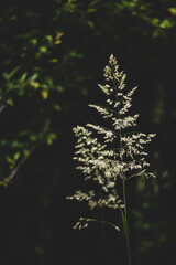 dactylis glomerata hay in the summer. orchard grass on a dark green background