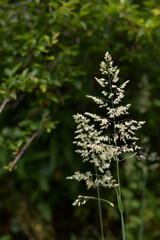 dactylis glomerata hay in the summer. orchard grass on a dark green background