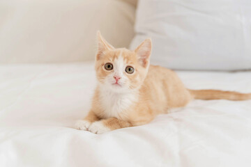 A little red kitten lies on the white bed of the house.