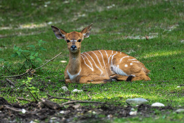 Baby Nyala Antelope - Tragelaphus angasii. Wild life animal.
