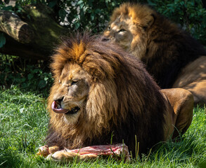 The lion, Panthera leo is one of the four big cats in the genus Panthera