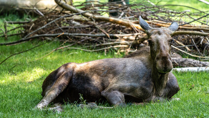 European Moose, Alces alces, also known as the elk