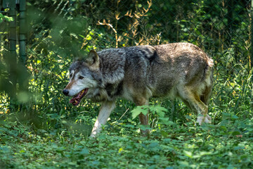 European Grey Wolf, Canis lupus in a german park