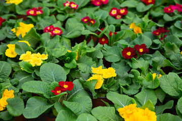 Green plantation of potted primula plants with bright colorful flowers cultivated in greenhouse