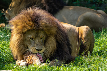 The lion, Panthera leo is one of the four big cats in the genus Panthera