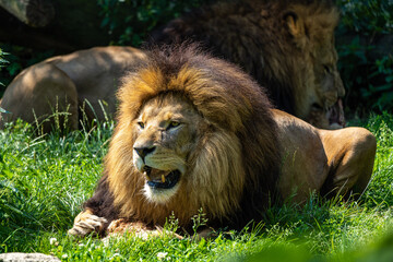 The lion, Panthera leo is one of the four big cats in the genus Panthera
