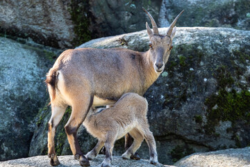 Young baby mountain ibex or capra ibex on a rock