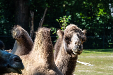 Bactrian camel, Camelus bactrianus in a german zoo