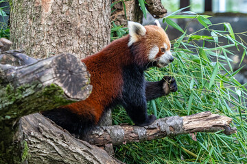 The red panda, Ailurus fulgens, also called the lesser panda.