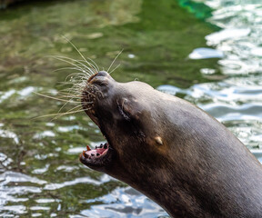 Obraz premium The South American sea lion, Otaria flavescens in the zoo