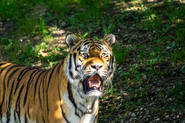 The Siberian tiger,Panthera tigris altaica in a park