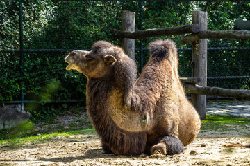 Bactrian camel, Camelus bactrianus in a german park