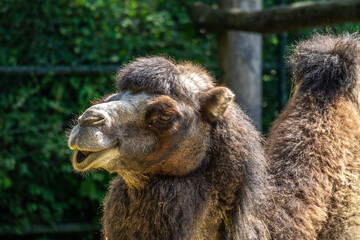 Bactrian camel, Camelus bactrianus in a german park