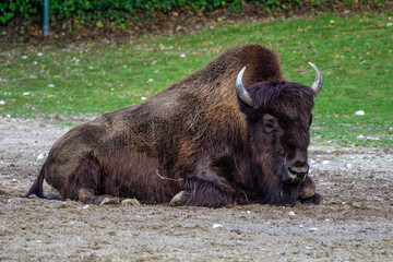 American buffalo known as bison, Bos bison in the zoo © rudiernst