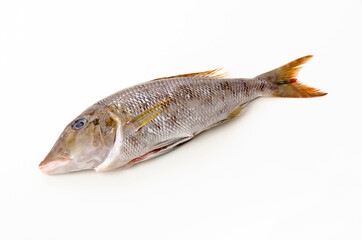 タマン（ハマフエフキ）