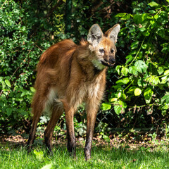 The Maned Wolf, Chrysocyon brachyurus is the largest canid of South America © rudiernst