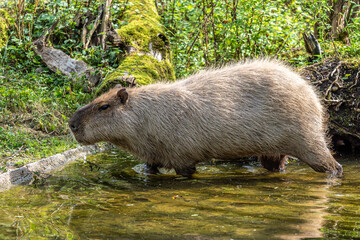 Capybara, Hydrochoerus hydrochaeris grazing on fresh green grass